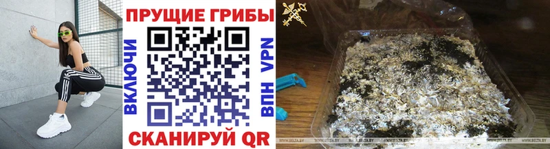 Галлюциногенные грибы Psilocybine cubensis Бежецк